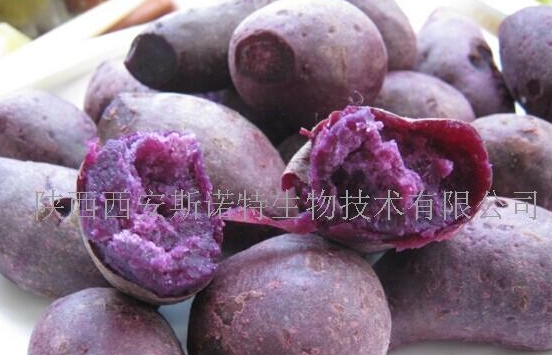 紫薯招商